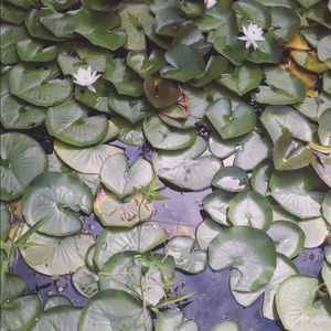 Meet your Posher, Angel